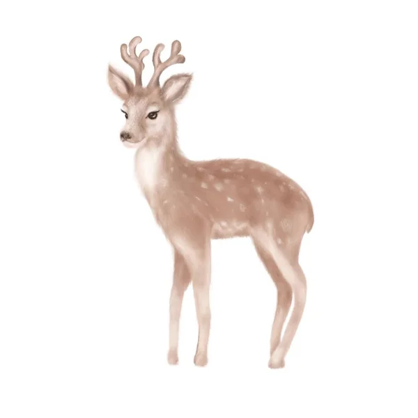 可爱的小鹿 手绘插图 — 图库照片