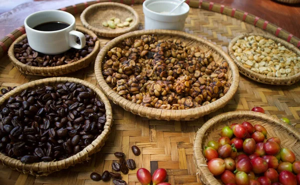 Kopi Luwak Café Civeta Granos Café Excretados Por Civeta —  Fotos de Stock