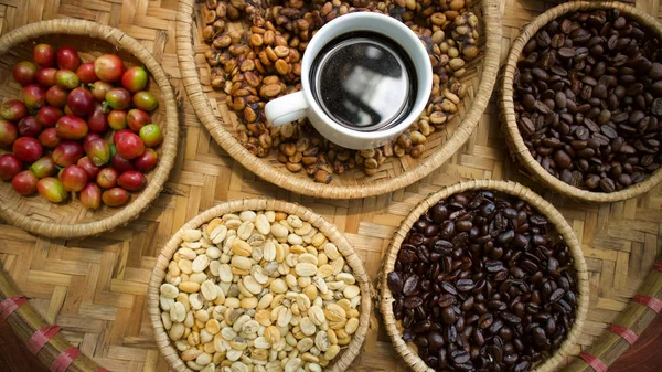 Kopi Luwak Café Civeta Granos Café Excretados Por Civeta — Foto de Stock