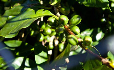 Da Lat, Vietnam kahve ağacında büyüyen yeşil kahve çekirdekleri