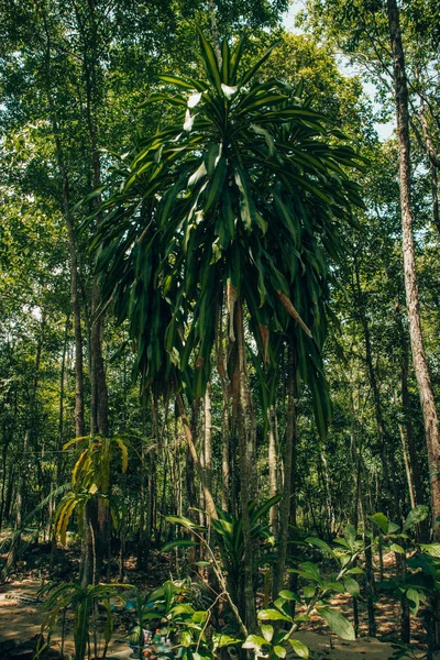 Drzewa Mango Widokiem Mountai Wietnamie — Zdjęcie stockowe