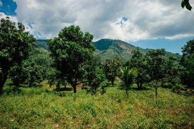 Vietnam dağın görünümü ile Mango ağaçları