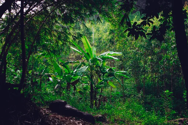 ジャングルの自然 緑の植物 Honba ベトナム — ストック写真