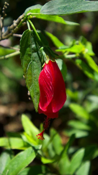 Close Asian Hibiscus Rosa — Stock Photo, Image