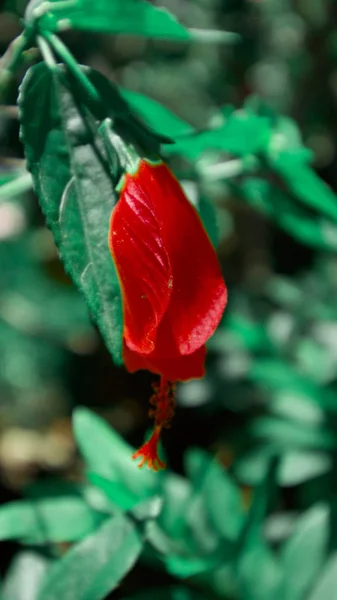 Close Asian Hibiscus Rosa — Stock Photo, Image