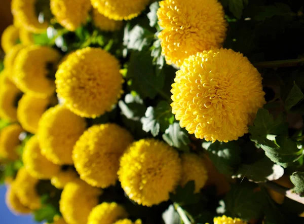 Yellow spirit natural flowers