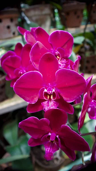 Красочные Орхидеи Вьетнаме — стоковое фото