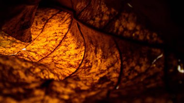 Neon ışık renkli ve dokulu yaprak