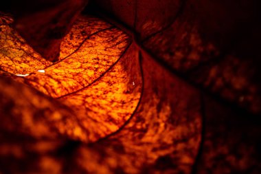 Neon ışık renkli ve dokulu yaprak