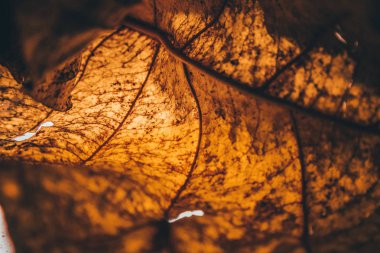 Neon ışık renkli ve dokulu yaprak