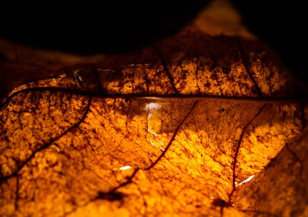 Farbiges Und Strukturiertes Blatt Neonlicht — Stockfoto