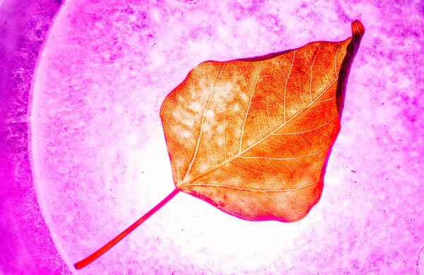 Neon Işık Renkli Dokulu Yaprak — Stok fotoğraf