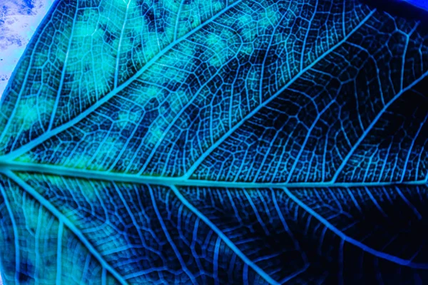 네온 빛의 색과 질감 잎 스톡 사진