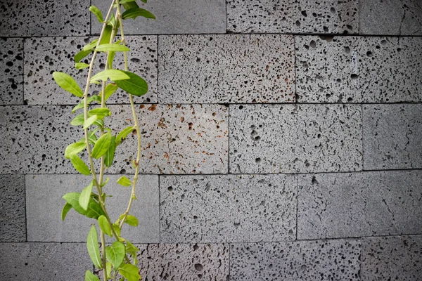 Grijze Textuur Van Stenen Omheining Met Sommige Groene Plant — Stockfoto