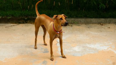 Köpek sokakta tek başına kalan kırmızı yakalı