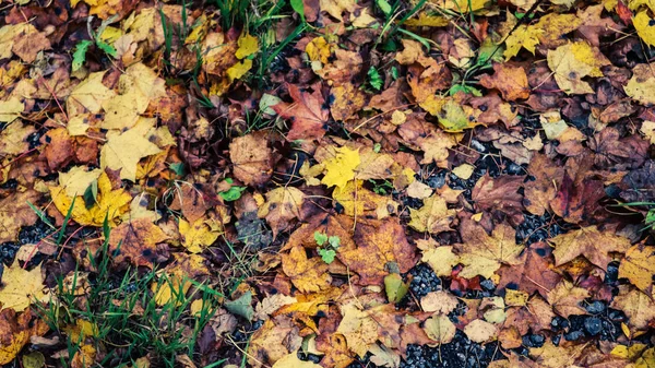 Herbstlaub Park Natürlicher Hintergrund — Stockfoto