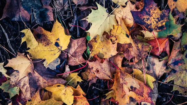 Höstlöv Park Naturlig Bakgrund — Stockfoto