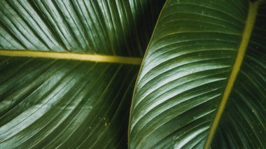 Troppical egzotik arka plan bırakır