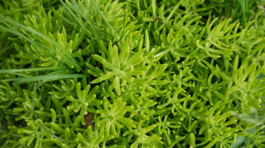 Lezzetli doğal büyüyen, kapatmak, arka plan için yararlı