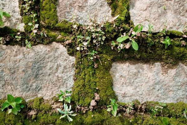 Structuurpatroon Natuurlijke Achtergrond — Stockfoto