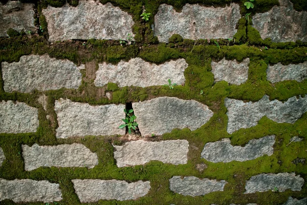 Padrão Texturizado Fundo Natural — Fotografia de Stock