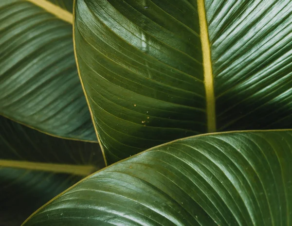 Troppical egzotik arka plan bırakır