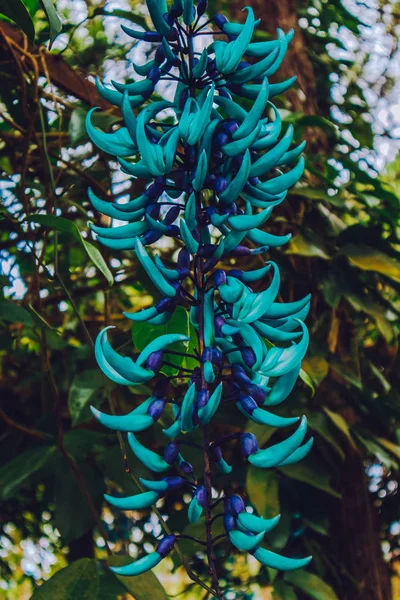 Květenství Liány Strongylodon Macrobotrys Jade Révy Bloom Jako Tygr Nai — Stock fotografie