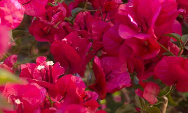 yazlık doğal kırmızı çiçekler detay