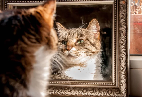 A well-groomed cat looks at himself in the mirror