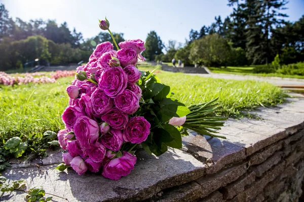 Букет Малиновых Роз Лежат Солнечный День — стоковое фото
