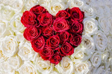 Arka plan beyaz gül kırmızı gül kalpli