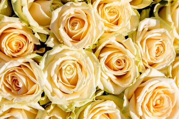 Романтичний Фон Світлих Троянд — стокове фото