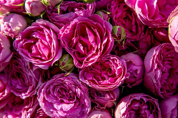 Fondo Romántico Rosas Rosadas — Foto de Stock