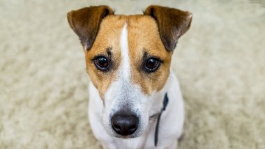 Köpek Jack Russell ortasındaki açık bej renkli üzerinde ayakta açık bir bakışla