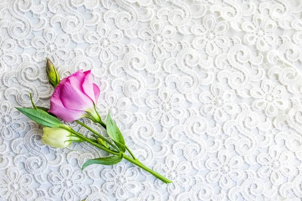 Белый Кружевной Фон Розовой Эустомой — стоковое фото