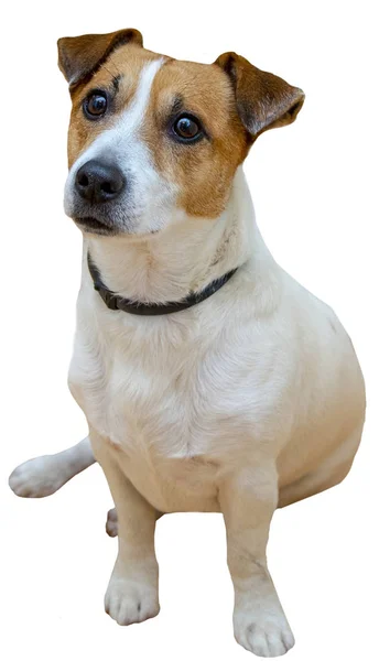 Hund Jack Russell Sitzt Auf Weißem Hintergrund Isoliert — Stockfoto