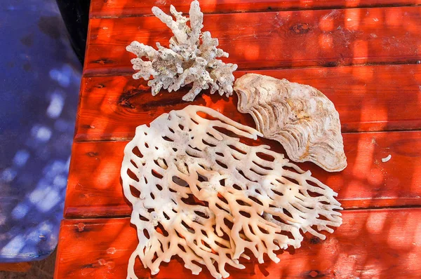 Corales Una Concha Que Pueden Ser Sacados Egipto — Foto de Stock