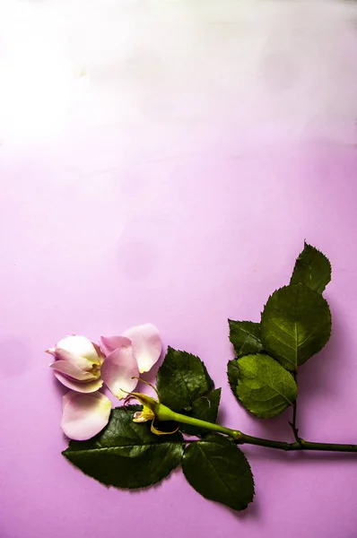Rose Verloor Zijn Lepitch Roze Achtergrond Kopie Ruimte — Stockfoto