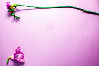 Pembe bir arka plan üzerinde pembe güzel çiçekler. kopya alanı