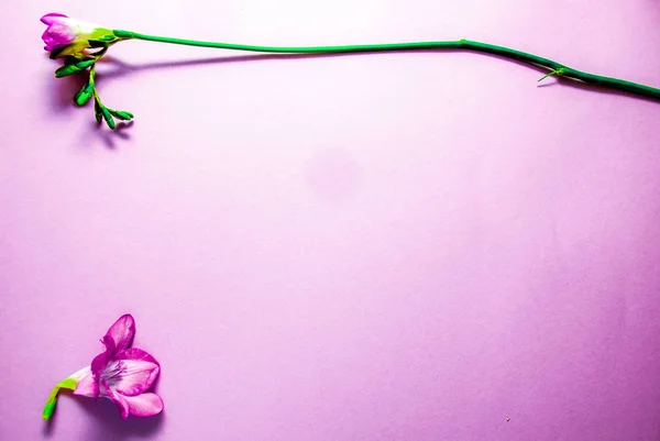 Roze Mooie Bloemen Roze Achtergrond Kopie Ruimte — Stockfoto