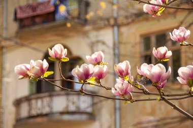 Manolya çiçeği şehir evi, bir arka plan üzerinde bahar
