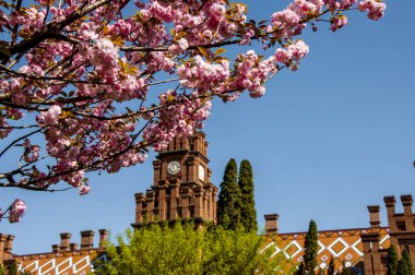 Chernivtsi Üniversitesi saat arka plan üzerinde kiraz çiçekleri
