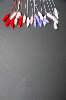 karanlık bir arka plan kopya alanı, çok renkli dekoratif spikelets metinlerde yer