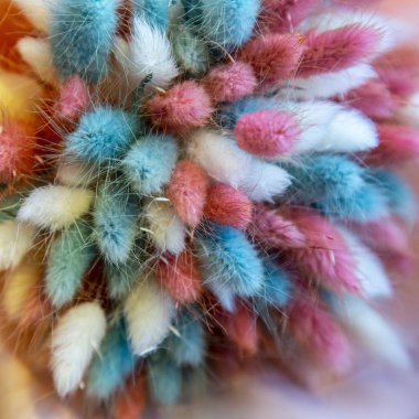 renkli spikelets, arka plan floristics