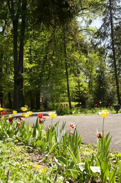 Alley in a green park with tulips and trees, leisurely city city