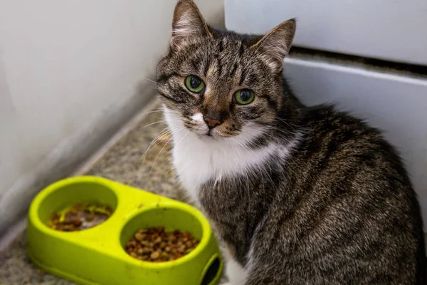 Aspetto Rimproverante Gatto Vicino Mangiatoia Verde — Foto Stock