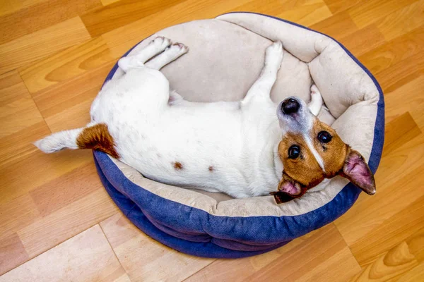 Sevimli köpek Jack Russell uyandı onun soba bankta aittir, yalan, komik, Evde top görünümü