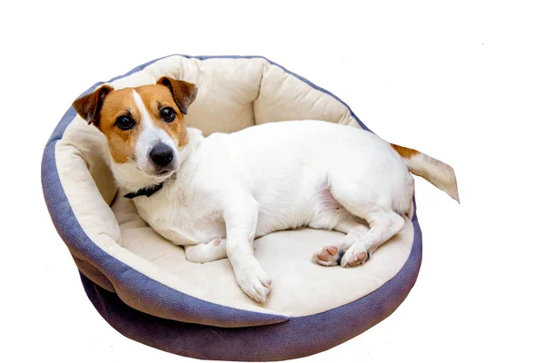Sevimli köpek Jack Russell yatağının dayanmaktadır uyandı, evde, komik, izole yatıyor