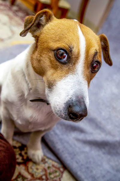 Leuke Hond Die Jack Russell Verbaasd Kijkt — Stockfoto