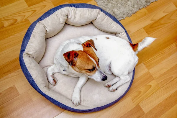 Leuke Hond Die Jack Russell Ontwaakte Berust Zijn Kachel Bank — Stockfoto